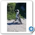 Betty's Bay - Pinguin-Kolonie am Stony Point