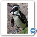 Betty's Bay - Pinguin-Kolonie am Stony Point