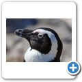 Betty's Bay - Pinguin-Kolonie am Stony Point