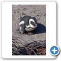 Betty's Bay - Pinguin-Kolonie am Stony Point