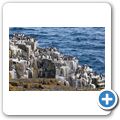 Isle of May - Trottellummen