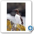 Isle of May - Trottellumme