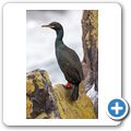 Isle of May - Kormoran