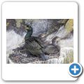 Isle of May - Kormoran