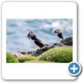 Isle of May - Papageitaucher