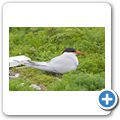 Isle of May - Seeschwalbe