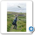 Isle of May - Seeschwalbe