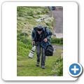 Isle of May - Seeschwalbe