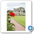 Aberdour Castle - Mohnblume