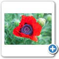 Aberdour Castle - Mohnblume