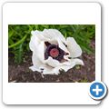 Aberdour Castle - Mohnblume