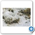 Sandgrundel