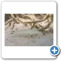 Sandgrundel