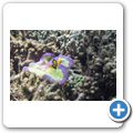 Clark's Anemonenfisch