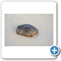 Strandspaziergang - Gro&szlig;er Kissenseestern