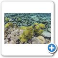 Anemonen