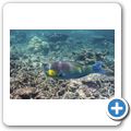 Buckelkopf Papageifisch