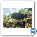 Segelflossen-Doktorfisch