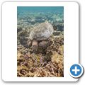 Echte Karettschildkr&ouml;te