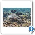 Echte Karettschildkr&ouml;te