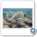 Echte Karettschildkr&ouml;te