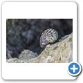 Fassschnecke