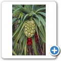 Frucht der Schraubenpalme