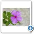 Rosefarbene Catharanthe