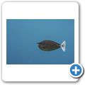 Langnasen-Nasendoktorfisch
