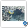Rippen-Falterfisch + Segelflossen-Doktorfisch