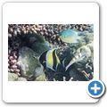 Halfterfisch
