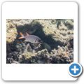 Violetter Soldatenfisch
