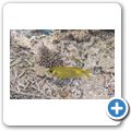Korallen-Kaninchenfisch