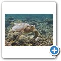 echte Karettschildkr&ouml;te
