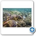echte Karettschildkr&ouml;te