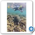 echte Karettschildkr&ouml;te