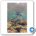echte Karettschildkr&ouml;te