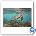 echte Karettschildkr&ouml;te