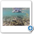 echte Karettschildkr&ouml;te