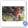 Silberfleck-Husarenfisch