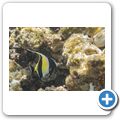 Halfterfisch