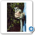 Tambuti Lodge - Bushbaby