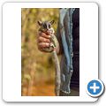 Tambuti Lodge - Bushbaby