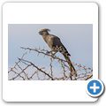 grauer L&auml;mvogel