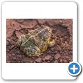 Ochsenfrosch