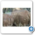 Breitmaulnashorn