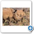Breitmaulnashorn