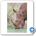 Breitmaulnashorn