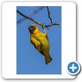 Masken Webervogel