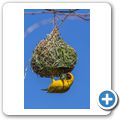 Masken Webervogel